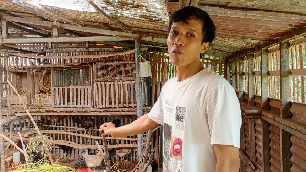 Muji Purwanto, peternak ayam dari peternakan Kandang Gadri, Krajan, Tirtomartani, Kalasan, Sleman, Daerah Istimewa Yogyakarta.
