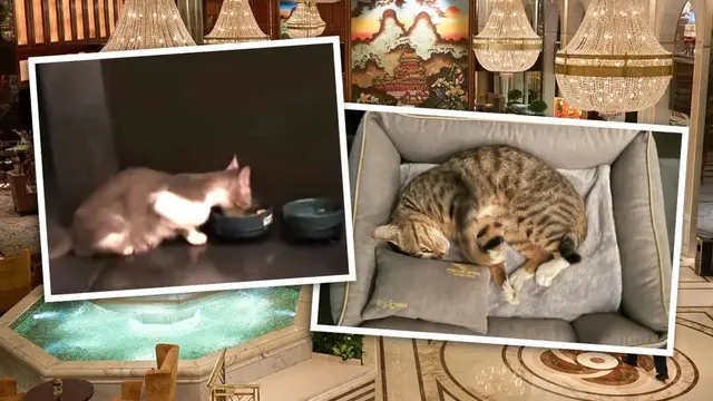 Hotel Ramah Kucing