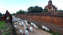 Penggembala wanita dalam perjalanan pulang dengan kawanan sapi di Bagan, distrik Nyaung U, Myanmar, 24 Juni 2018. Bagan merupakan pusat konsentrasi kuil, pagoda dan stupa Budha terbesar di dunia pada sekitar abad ke-11 dan 12. (AP Photo/Aung Shine Oo)