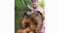 Kura-kura air tawar jenis alligator. (News.com.au)