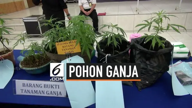 Satnarkoba Polres Cimahi menangkap buruh pabrik, lantaran memiliki puluhan pohon ganja di rumahnya.