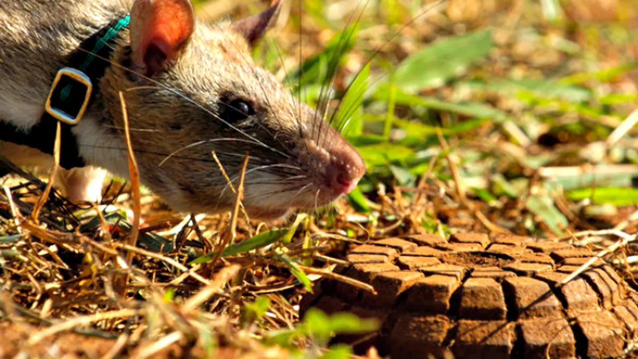 Tikus Pahlawan Selamatkan Nyawa Manusia di Kamboja