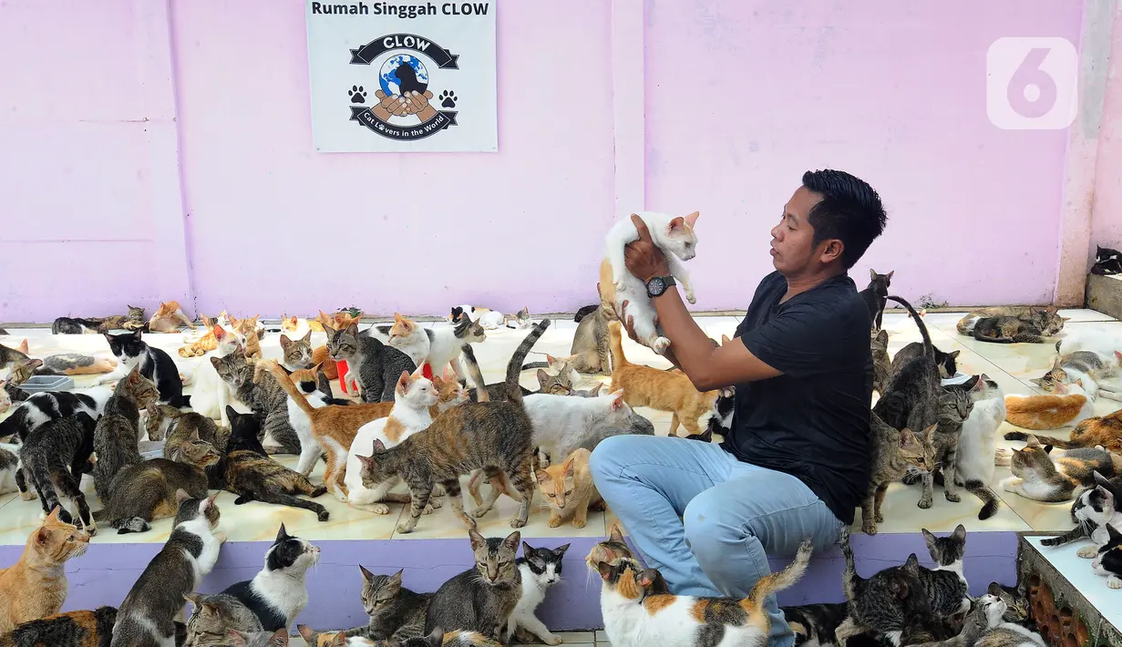 Pendiri Rumah Singgah Clow Bim Bim merawat kucing lokal terlantar di rumah penampungan kucing dan anjing terlantar Clow di kawasan Parung, Bogor, Jawa Barat, Kamis (22/9/2022). Saat ini, ada sekitar 1.300 kucing lokal yang terlantar di jalanan dipelihara di rumah penampungan ini. (merdeka.com/Arie Basuki)