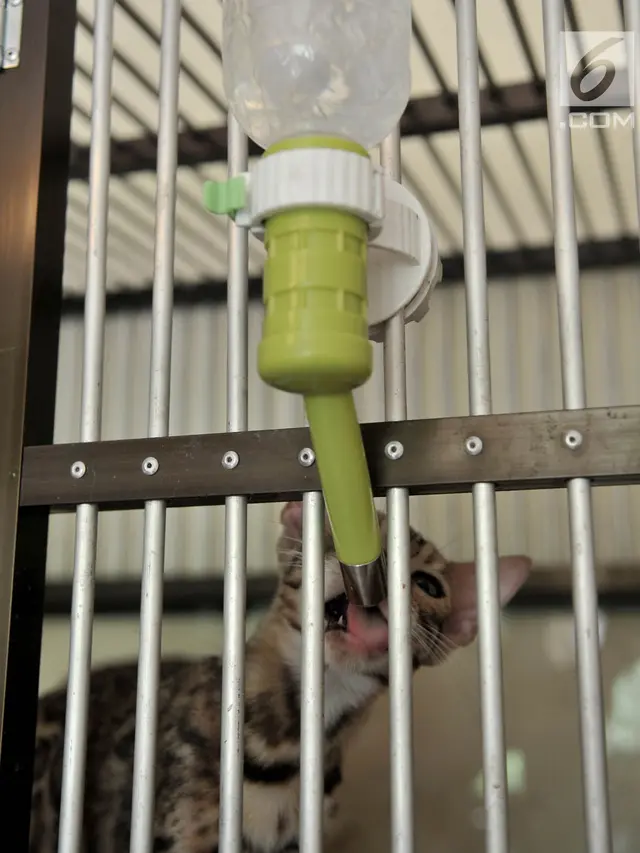 Jelang Lebaran, Hotel Kucing Ramai Dititipi Calon Pemudik