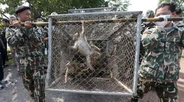 Petugas satwa membawa seekor monyet ekor panjang dalam kandang di sebuah desa, Bangkok, Thailand, (21/9/2015). Pemerintah Thailand merelokasi kera ekor panjang untuk mengurangi konflik dengan masyarakat setempat. (REUTERS/Chaiwat Subprasom)