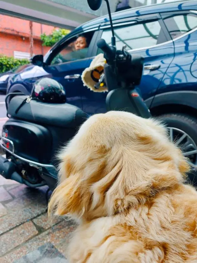 Anjing Ini Pasang Ekspesi Sedih Saat Ditinggal Majikannya Pergi