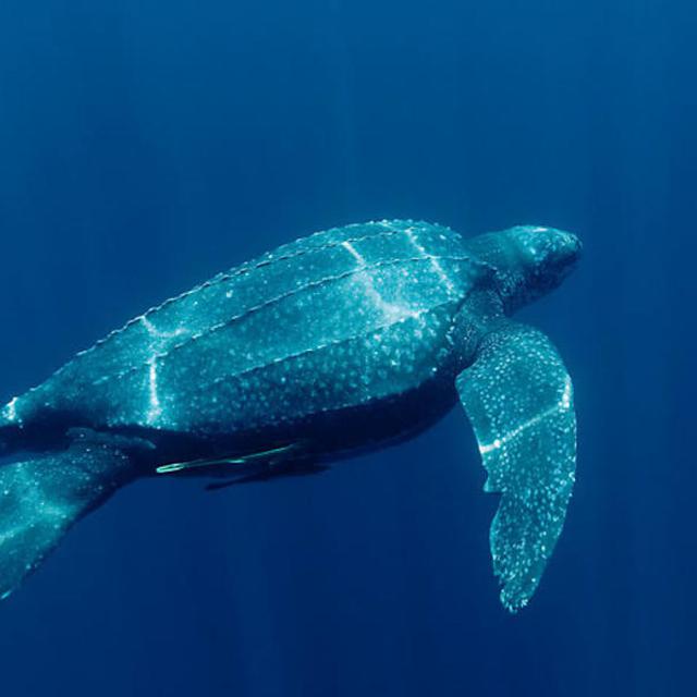 Heboh Video Penyu Raksasa 700 Kg Terdampar Di Pantai Spanyol Global Liputan6 Com