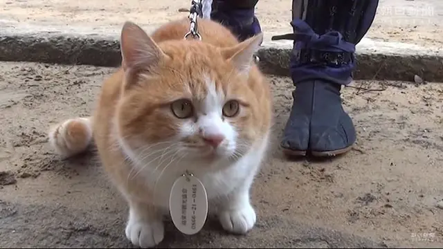 Kucing Bangsawan di Jepang