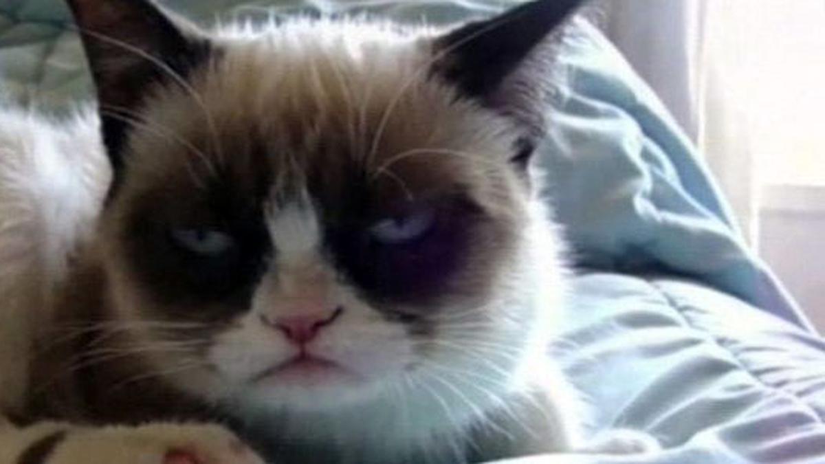 Perkenalkan... Kucing Berwajah Marah Grumpy Cat - Video Liputan6.com