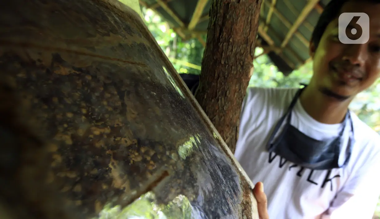 Anggota Kelompok Tani Hutan Hijau Lestari membudidayakan lebah madu jenis Trigona di kawasan Hutan Kota Srengseng, Kembangan, Jakarta Barat, Sabtu (5/6/2021). Lebah-lebah ini didatangkan dari Banten, Ponorogo, Lampung serta Bengkulu. (Liputan6.com/Johan Tallo)