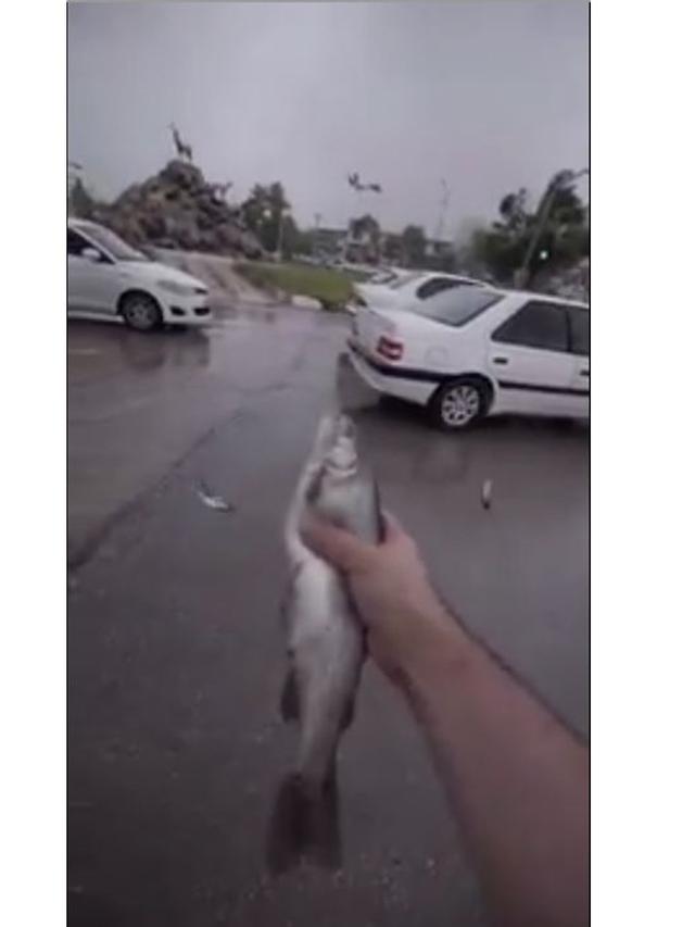Viral Ikan Jatuh dari Langit di Tengah Hujan Lebat, Ini Penyebabnya