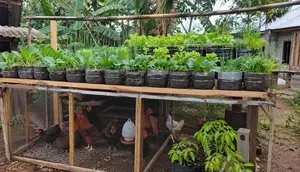 7 Cara Membuat Kebun Sayur di Atas Kandang Ayam dengan Galon Bekas