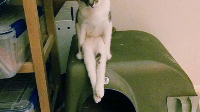 10 Potret Lucu Pose Kucing saat Duduk Ini Bikin Gemas