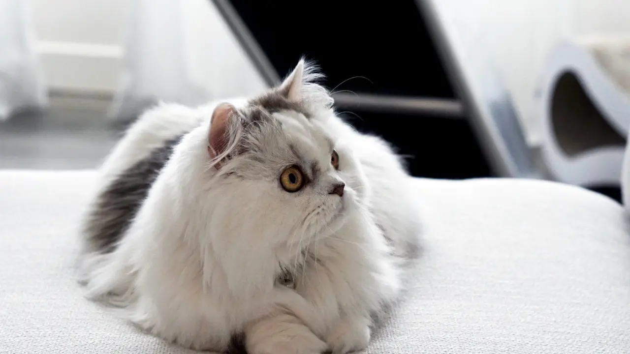 Gemas Banget, 9 Ras Kucing Ini Punya Kaki yang Pendek