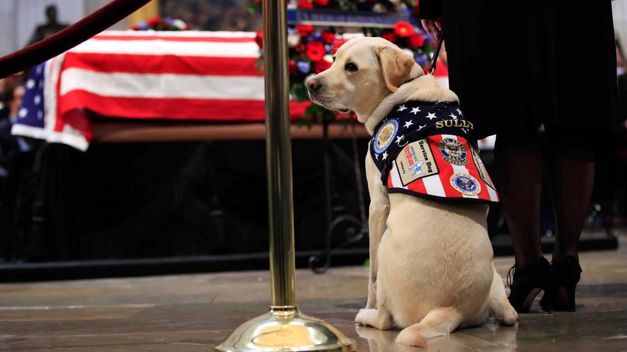 Sully, Anjing Peliharaan George HW Bush