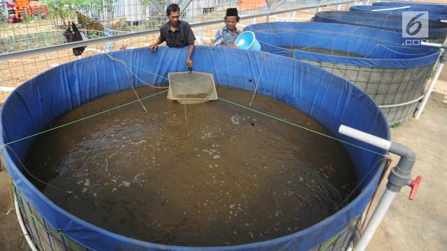 Melihat Budidaya Lele dengan Metode Probiotik di Bogor