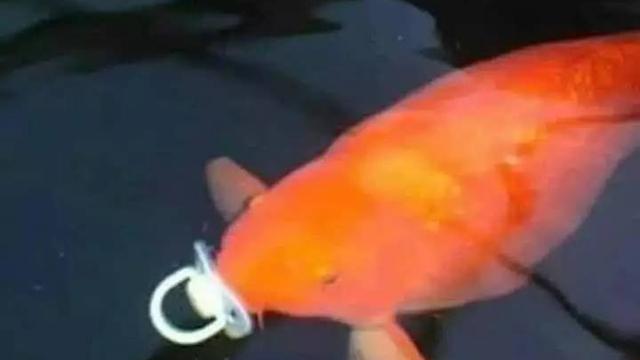 10 Potret Nyeleneh Orang Pelihara Ikan, Cara Kasih Makannya Bikin Geleng Kepala