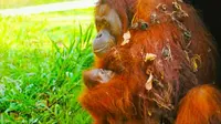Orangutan yang berhasil dikembangbiakkan BBKSDA Riau di kebun binatang Kota Batam. (Liputan6.com/Dok BBKSDA Riau/M Syukur)