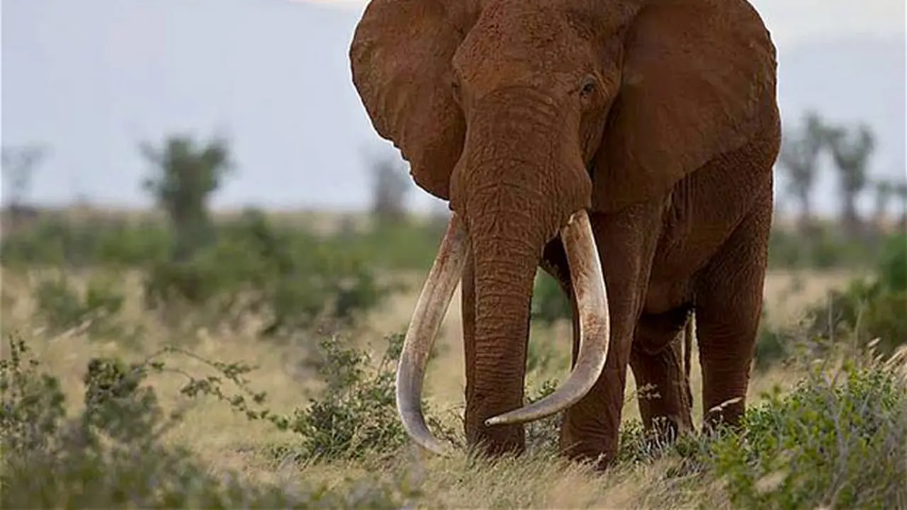 Satao