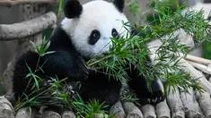 Panda betina Sheng Yi mencari makan di daun bambu di kandang panda di Kebun Binatang Nasional di Kuala Lumpur pada 25 Mei 2022. Sheng Yi yang dilahirkan pada 31 Mei tahun lalu kini berada dalam keadaan sehat dan telah mencapai berat melebihi 27 kilogram. (AFP/Mohd Rasfan)