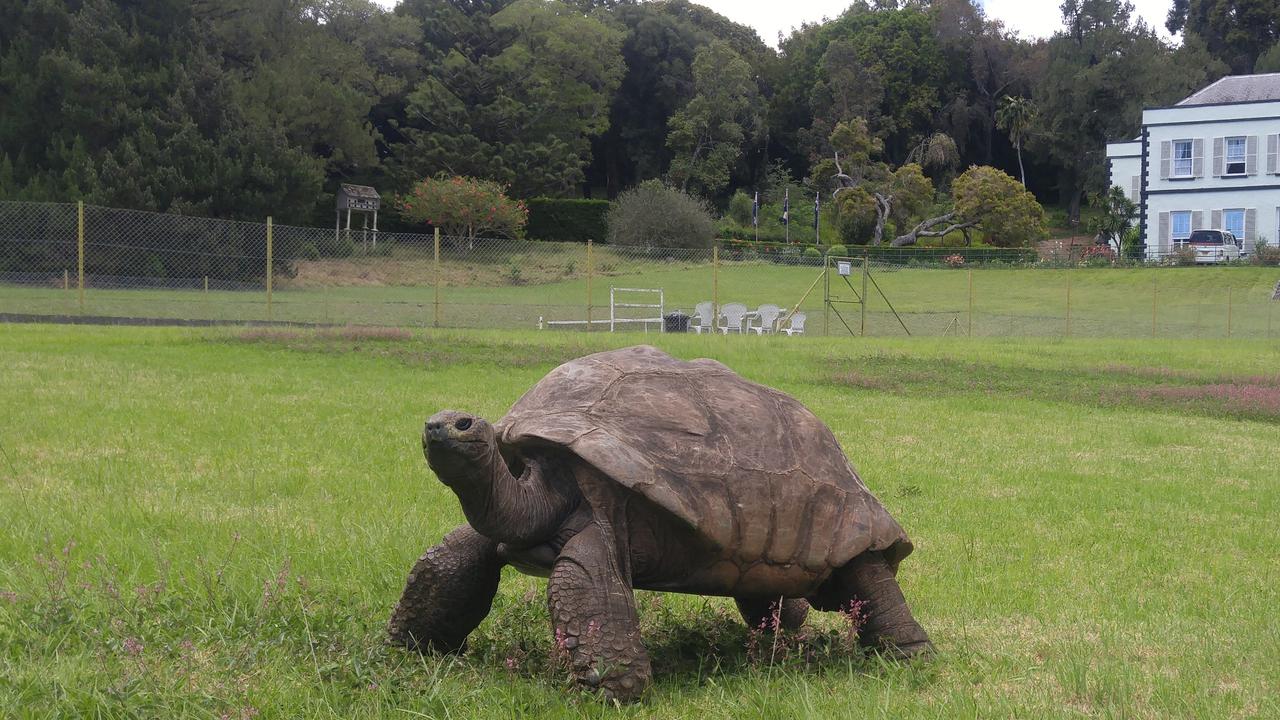 Jonathan, the World's Oldest Tortoise, Shocks the Internet After a Death Hoax