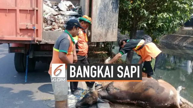 Petugas kebersihan Pemkot Jakarta Pusat menemukan bangkai sapi di kali Cideng Jakarta Pusat. Diduga bangkai sapi ini sengaja dibuang oleh pemiliknya. Selain itu petugas juga menemukan jeroan sapi di lokasi yang sama.