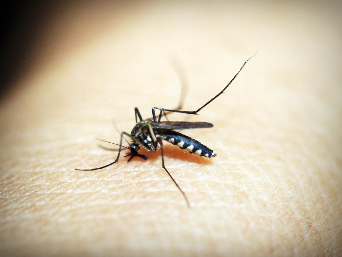 Penyakit malaria disebabkan oleh