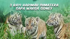 Top 3 hari ini datang dari pendiri masjid kubah emas meninggal, tiga anak harimau sumatera dipamerkan di Sydney, Australia, serta anggota DPR Bowo Sidik yang jadi tersangka setelah kena OTT KPK.