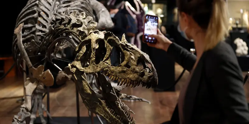 FOTO: Kerangka Dinosaurus Allosaurus Siap Dilelang di Prancis