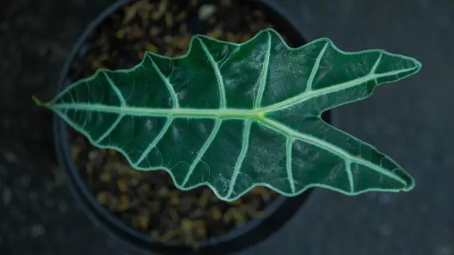Alocasia Polly