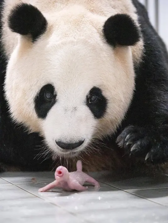 Kebun binatang Korea Selatan telah mengumumkan kelahiran dua panda kembar raksasa yang pertama lahir di negara itu yang memicu kehebohan di dunia maya. (Handout / Everland / AFP)