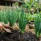 9 Cara Merawat Daun Bawang agar Tidak Busuk, Tetap Segar dan Subur