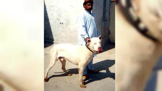 Tak Hanya Pit Bull Ini 8 Ras Anjing Paling Ganas Di Dunia Global Liputan6 Com