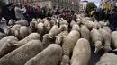 Sekawanan domba digiring melewati pusat kota Madrid, Spanyol, Minggu (23/10/2022). Kedekatan hewan-hewan tersebut membuat warga kota senang berkumpul untuk menyaksikan ritual yang tidak biasa itu. (AP Photo/Paul White)