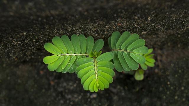 Ilustrasi pohon trembesi