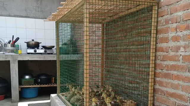 Desain Kandang Entok yang Hemat Tempat. AI