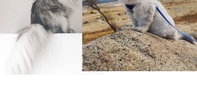 [Bintang] Kucing Senang Traveveling