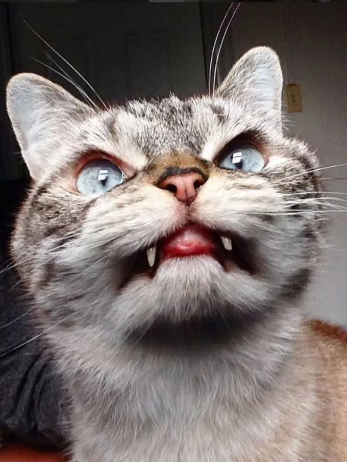 Kucing Mirip Vampir Ini Bikin Kamu Nggak Takut Lagi Sama Hantu