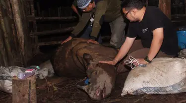 Aktivis lingkungan Indonesia memeriksa kondisi badak sumatera langka yang mati di Kutai, Kalimantan Timur  (4/4). Badak tersebut ditemukan di lubang perangkap dengan kondisi terluka parah dan akhirnya mati. (AFP PHOTO/WWF)