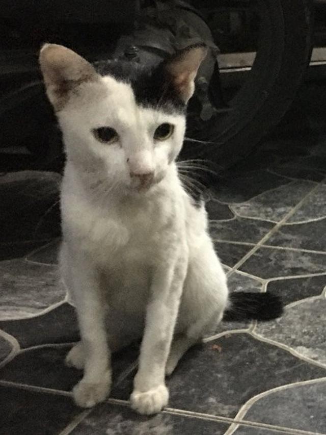 8 Motif Bulu Kucing Hitam Putih Ini Unik Banget, Bikin Senyum Sendiri