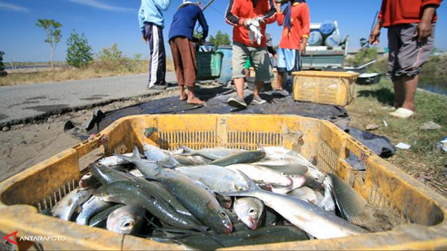 Harga Daging Cabai Turun Kini Giliran Harga Ikan Bandeng Naik Bisnis Liputan6 Com