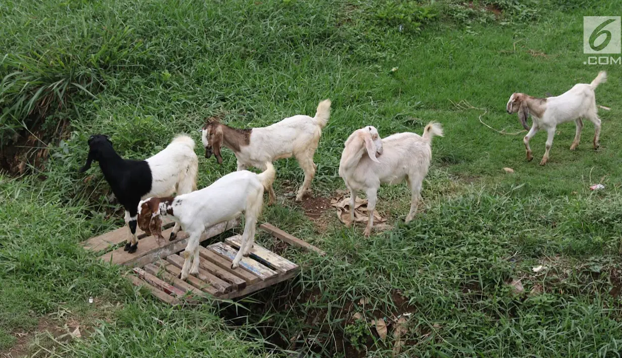 Kawanan mambing melewati jembatan kayu saat mencari makan di bantaran Sungai Ciliwung, Jakarta, Rabu (7/11). Peternak menggembalakan kambingnya di kawasan tersebut untuk mengurangi biaya pakan. (Liputan6.com/Immanuel Antonius)