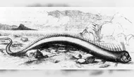 Ilustrasi oarfish yang ditemukan di Bermuda 1860 (Wikimedia Commons)