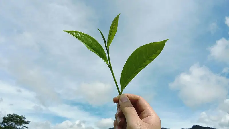 Potensi Teh Hijau di Indonesia