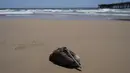 Seekor pelikan yang sakit duduk di pantai di Pantai Newport, California, Selasa, 7 Mei 2024. Belum jelas apa yang membuat burung-burung itu sakit. (AP Photo/Jae C. Hong)