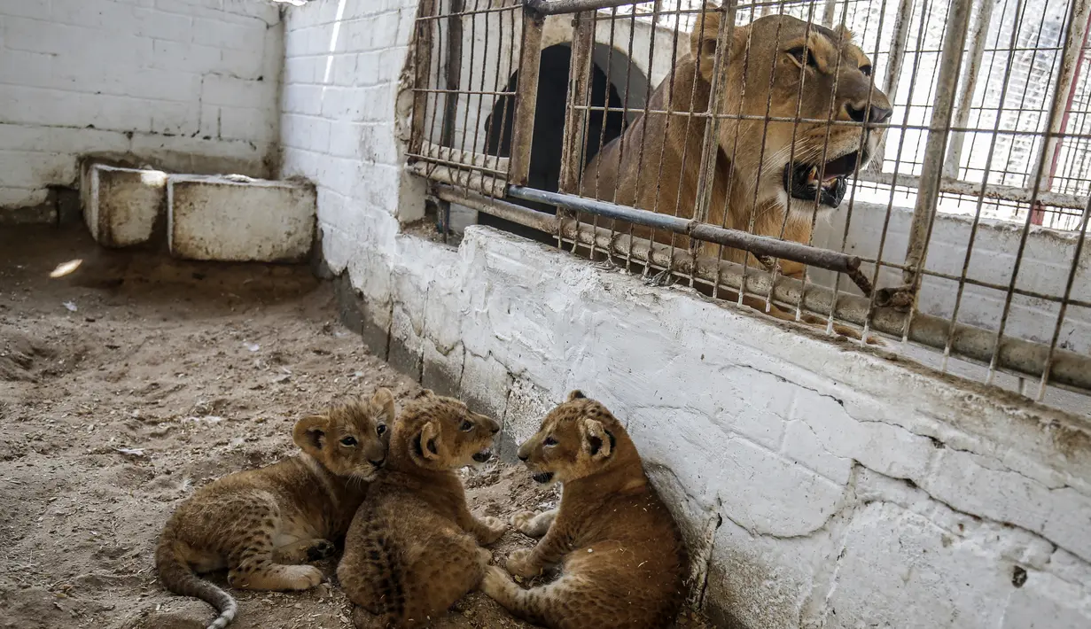 Tiga bayi singa yang baru lahir berada di dalam kandang di sebuah kebun binatang di Rafah, Jalur Gaza (8/9/2019). Kehadiran tiga bayi singa ini menambah koleksi satwa sebuah kebun binatang tersebut. (AFP Photo/Said Khatib)