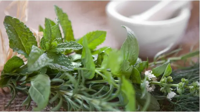 Daun kemangi/Copyright Shutterstock