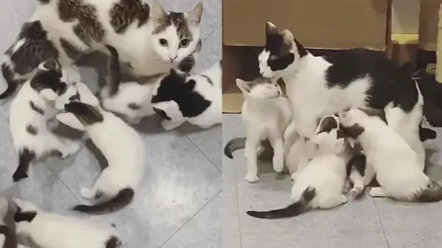 Gemas, Sepasang Kucing Ini Selalu Jaga Anak-Anaknya di Luar Kaca Tempat Penampungan