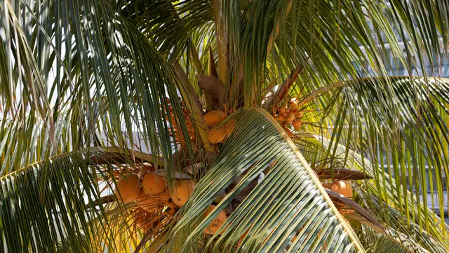 Ilustrasi buah kelapa kuning