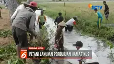Guna memberantas hama petani melakukan aksi gropyokan atau perburuan tikus dengan alat seadanya.